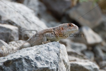 Iguana on a stone ready for attack