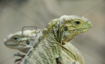 Two young iguanas - Vienna zoo