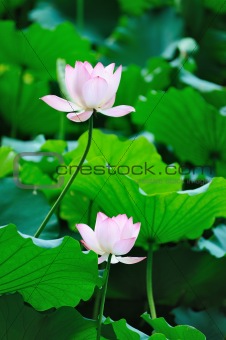 Two Lotus flowers