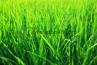 Green seedlings of cereal crops