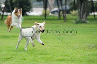 Two dog chasing