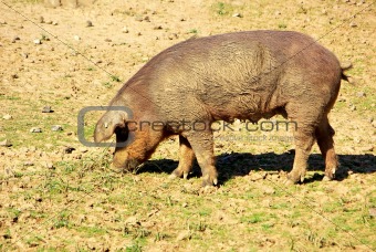 Little pig in farm.
