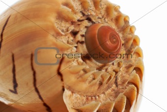 Sea shell macro detail