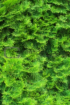 Cypress needles