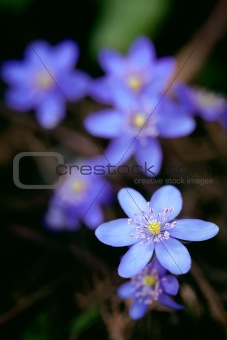 Violet forest flower Hepatica nobilis 