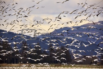 Thousands of Snow Geese Flying and Taking Off