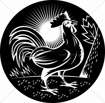Rooster cockerel crowing