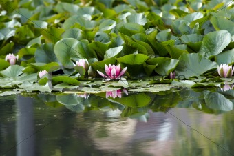 pond lily on the water