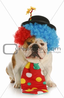 dog dressed like a clown