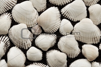 Sea cockleshells of white color
