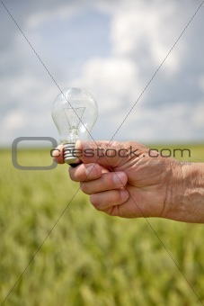 Farmer's hand keep lamp in green wheat field.