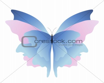 Pink blue butterfly