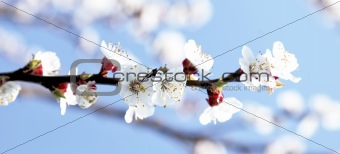 cherry flowers in spring time.