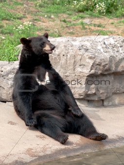 black bear seating