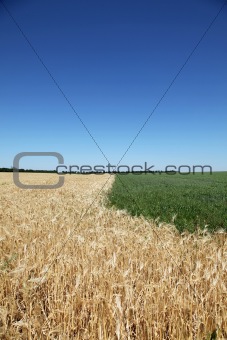 Yellow wheat field and blue sky with clouds. Background.