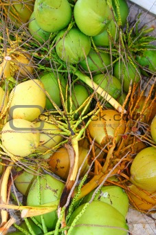 Coconuts fresh crop harvest green and yellow