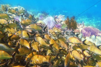 coral caribbean reef Mayan Riviera Grunt fish