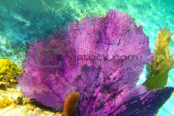 Caribbean coral reef Mayan riviera colorful