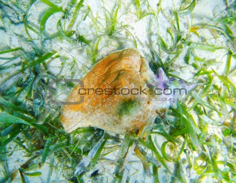 Seashell in Caribbean sea over white sand bottom
