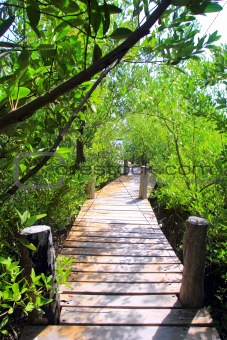 mangrove forest walkway jungle mexico