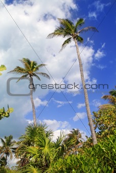 Coconut palm trees tropical typical background 