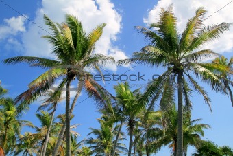 Coconut palm trees tropical typical background 