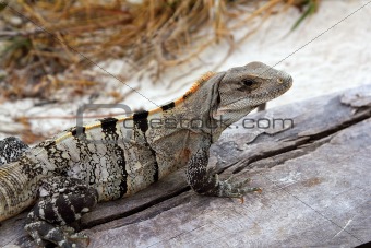 Iguana in Mexico on aged gray wood near beach