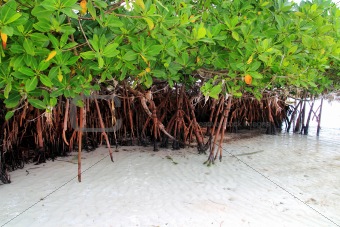 Mangrove plant in sea shore aerial roots Caribbean