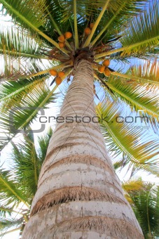 Coconuts palm tree perspective view from floor