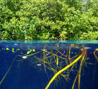 mangrove up down waterline real ecosystem
