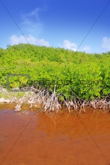 Mangrove plant red water and aerial roots blue sky