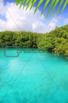 cenote mangrove turquoise water Mayan Riviera