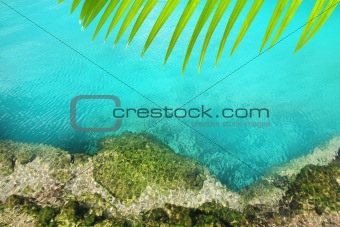 cenote mangrove turquoise water Mayan Riviera