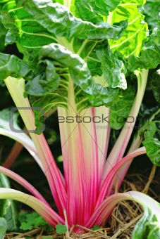 vegetable in garden