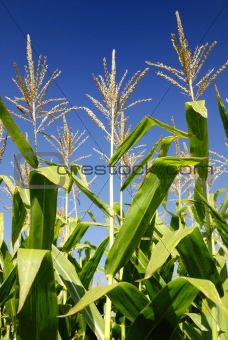 Corn Plants