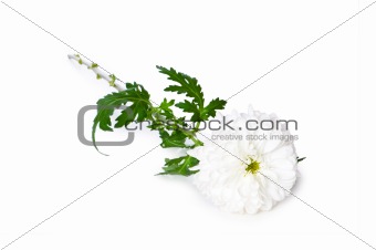 Chrysanthemum (mums) isolated on white