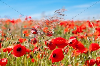 poppies and others wild flowers into wheat field