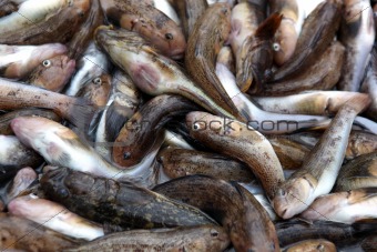 variety of fresh fish seafood