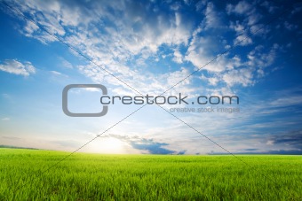 Sunset over green crops