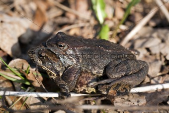 field frog