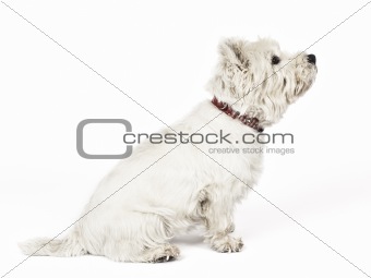 white Terrier