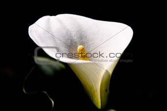 White Lily Calla