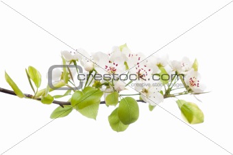 Blooming tree in spring isolated on white