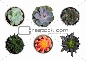 Collection of plants and cacti on white
