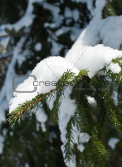 Snowy pine  branches in winter