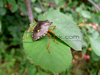 Forest bug on green leaf