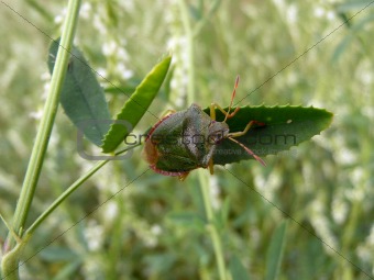 Forest bug on leaf