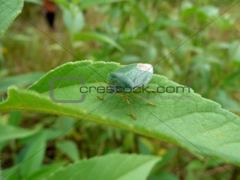 Green forest bug