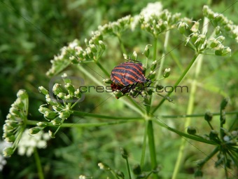 Striped forest bug