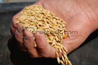 seeds in woman's hands 